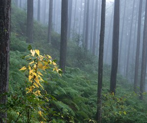 熊野古道を歩く