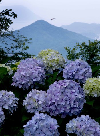 紫雲出山の紫陽花