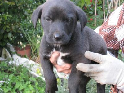 子犬差し上げます