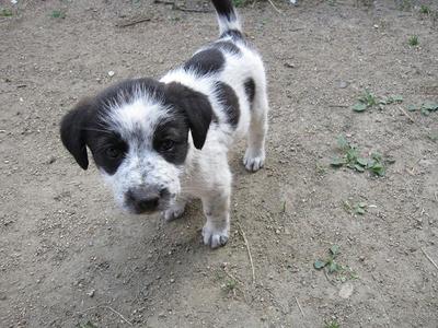 子犬差し上げます