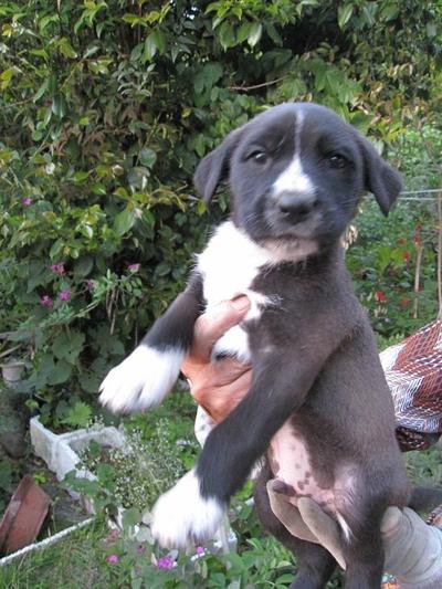 子犬差し上げます