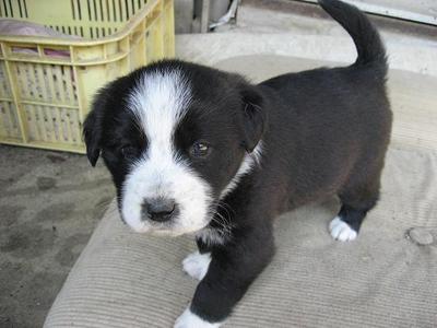 子犬差し上げます