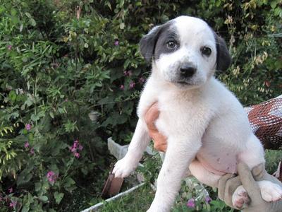 子犬差し上げます