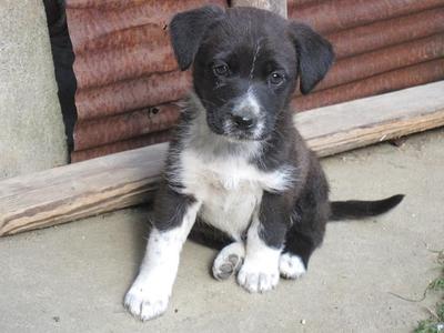 子犬差し上げます