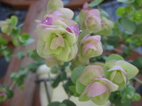 花の旬