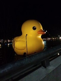 あひる・・・