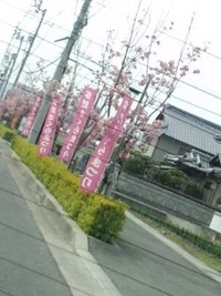 多肥は桜が盛りですな