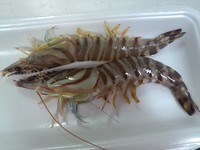 くるまえび