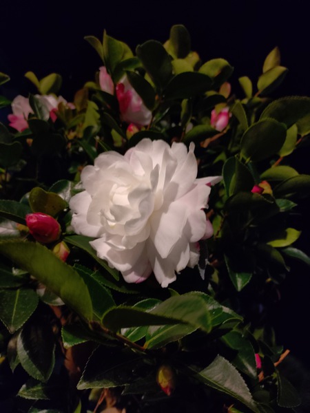 良い感じに(*^^*)