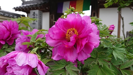 今 見頃です！