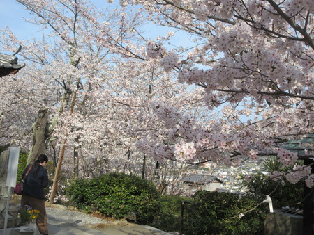 介護の合間　屋島聖代寺の桜