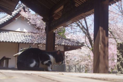 花見の駅