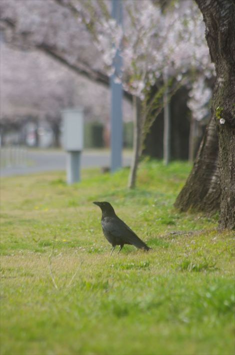 花見の駅