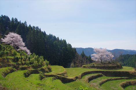 土佐の桜