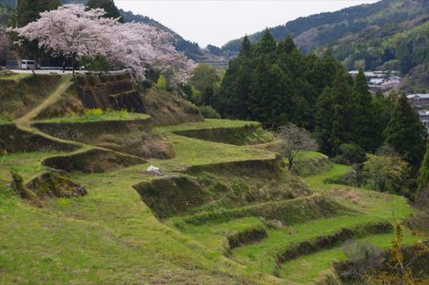 土佐の桜