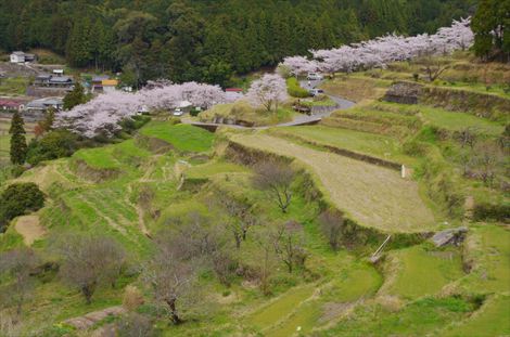 土佐の桜