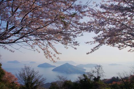 桜予想図