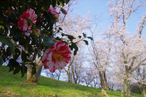 桜予想図