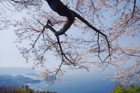 桜予想図