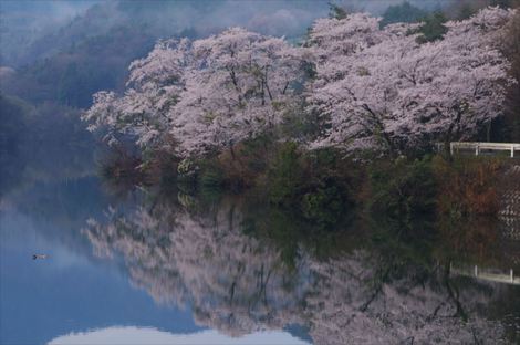 桜予想図