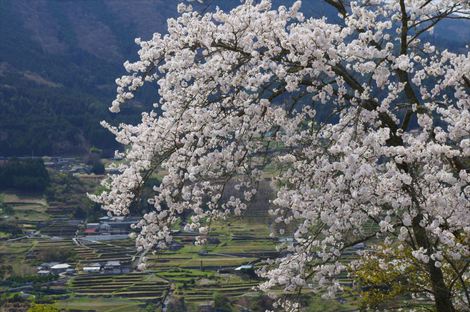 土佐の桜