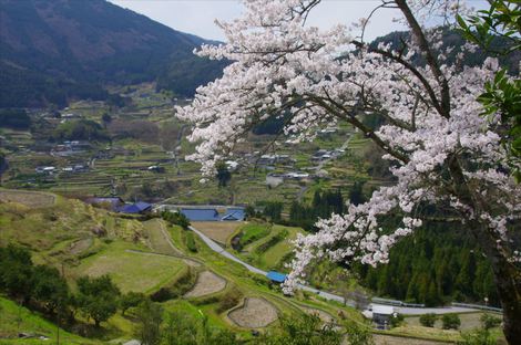 土佐の桜