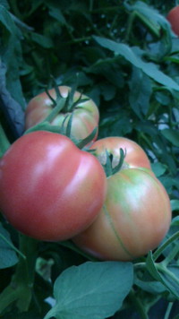 トマトの季節です！！