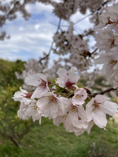 お花見ふたたび