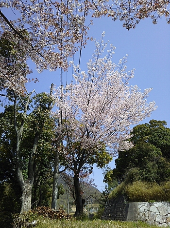 お花見