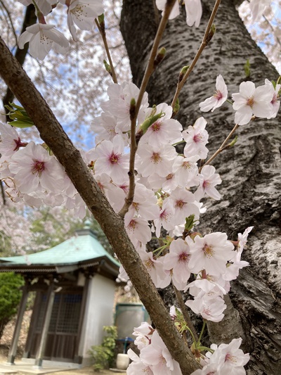 お花見ふたたび