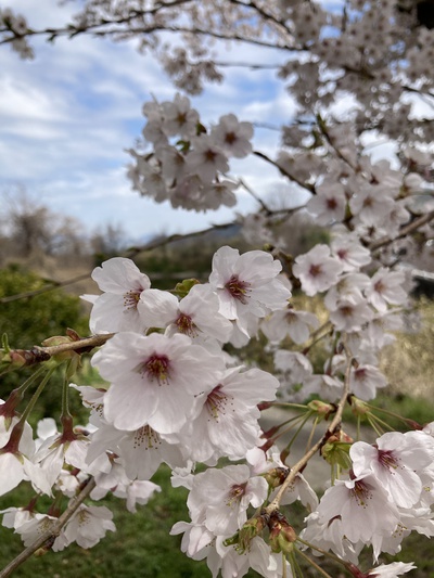 お花見ふたたび