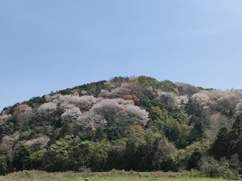 牟礼　千本桜