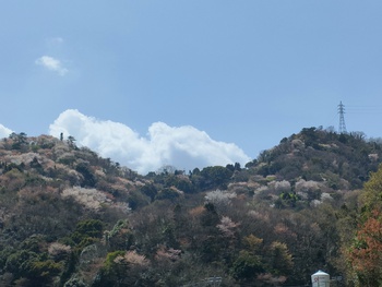 牟礼　千本桜