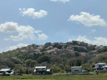 牟礼　千本桜