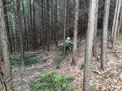ヒノキの森の間伐作業