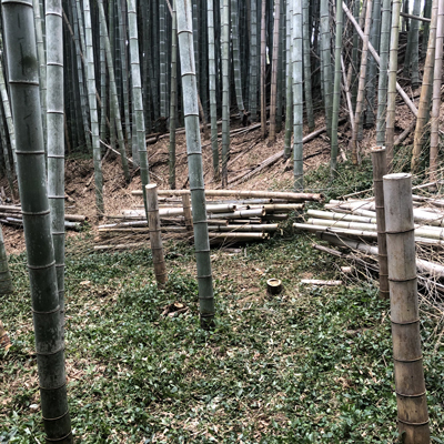 真夏の竹林整備作業