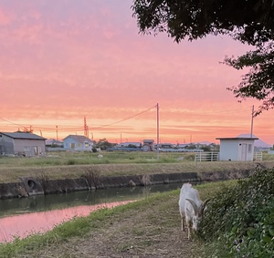 それなりの夕焼け　ひととき