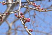 【守里会】桜の蕾