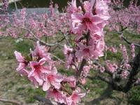 桃の花