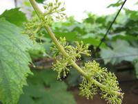 ブドウの花