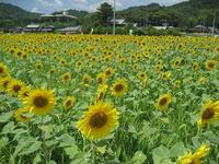 まんのう町のヒマワリ