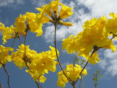 ブラジルの国花♪タベブイア