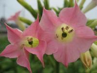 ラッキー！！今年も見れました♪たばこの花
