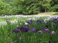 栗林公園♪花しょうぶ＆睡蓮