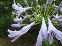 アカバンサスの花♪