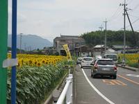 圧巻！！まんのう町のひまわり畑