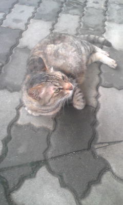 猫