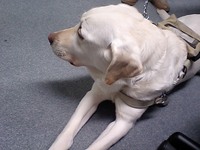 盲導犬のＲちゃんその２