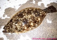今年の釣果2枚目の1