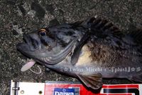魔境で ROCK FISH　GAME4